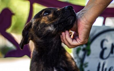 Batman Comes To The Rescue…For Pets 